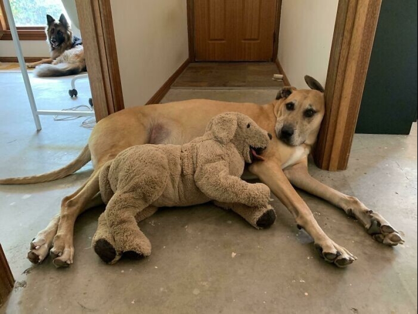 30 mascotas que no pueden vivir un día sin su juguete favorito