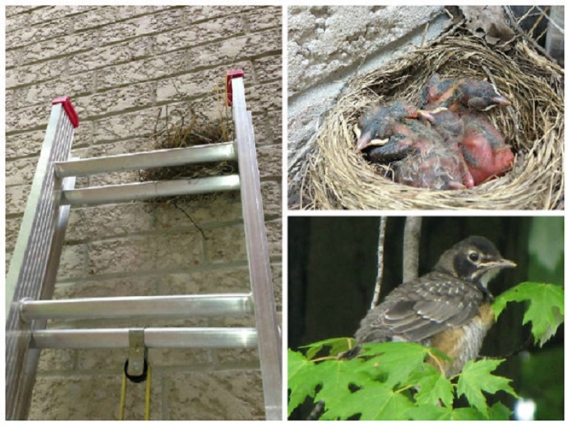 30 nests in the strangest places