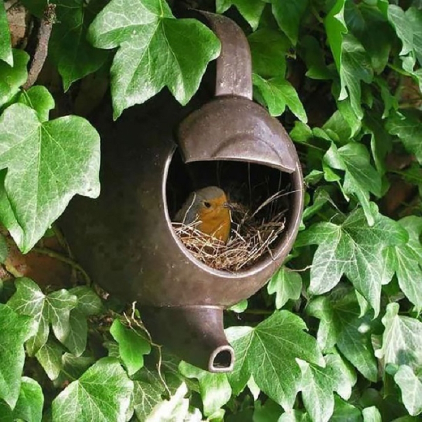 30 nidos en los lugares más extraños