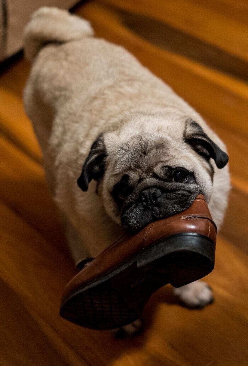 30 occasions when the owners trained Pets, weird habits, without even knowing it