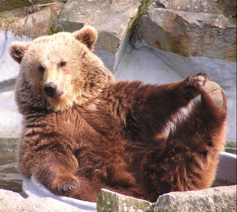 30 osos divertidos que están garantizados para animarte