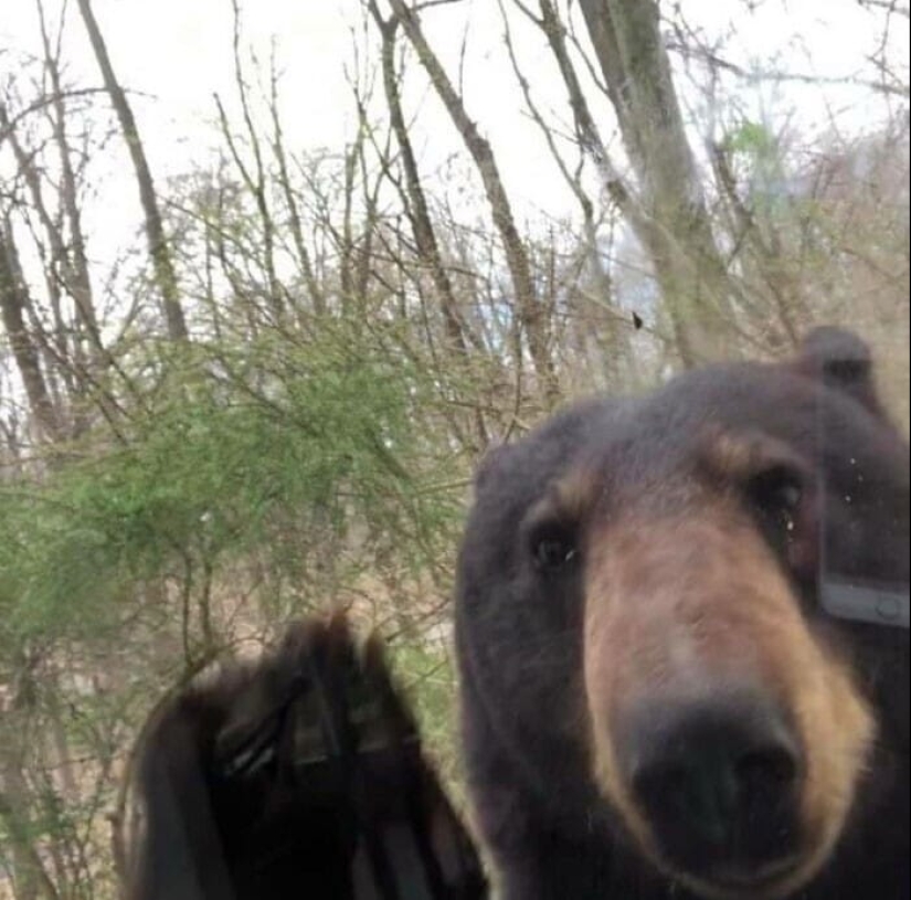 30 osos divertidos que están garantizados para animarte