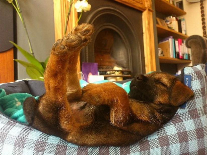30 perros en las poses más inimaginables en un sueño