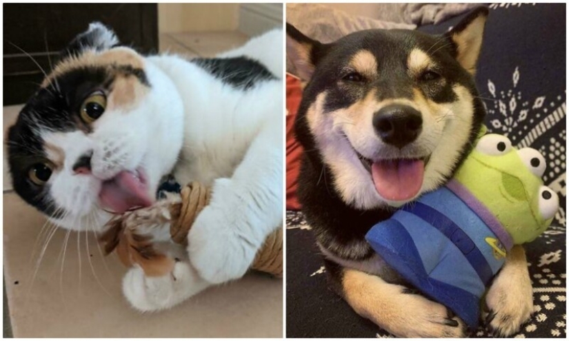30 pets who can't live a day without their favorite toy