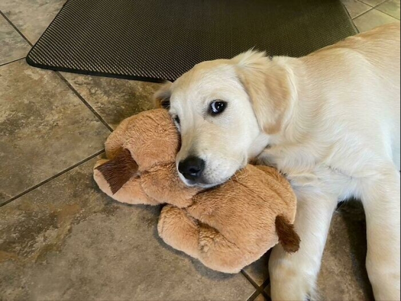 30 pets who can't live a day without their favorite toy