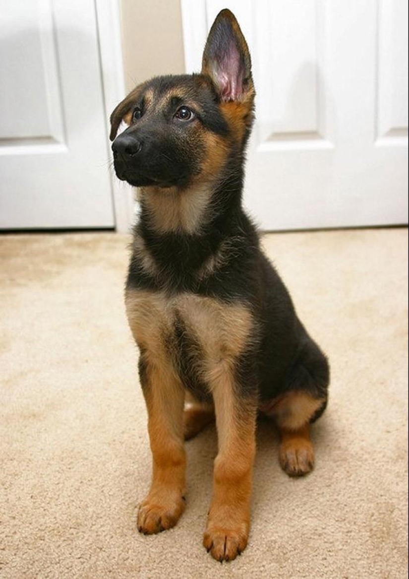 30 photos-evidence that puppies with one raised ear are 90% cuter than normal