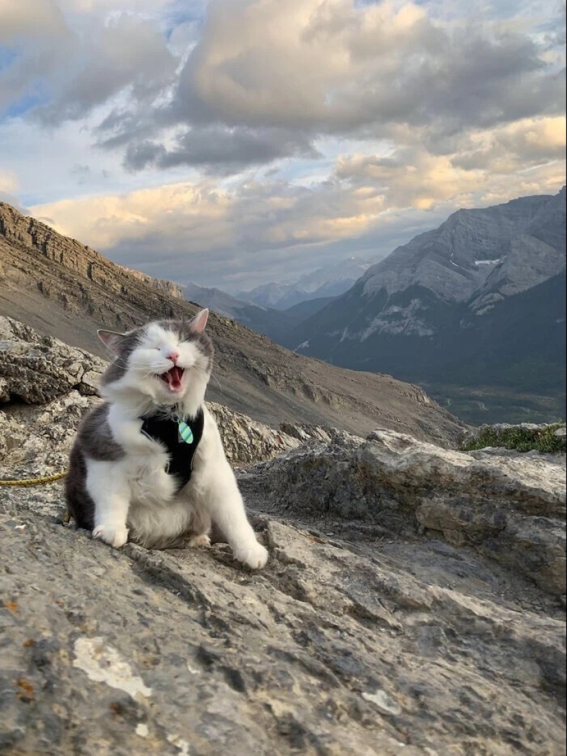 30 photos with kittens, when you look at them, you can hear a loud " Meow»