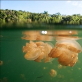 30 pictures of a lake full of jellyfish