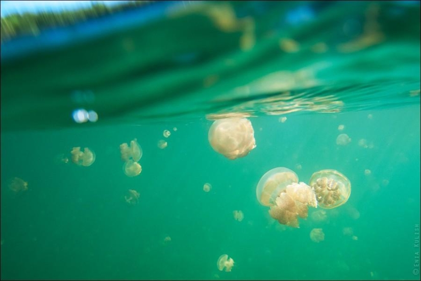 30 pictures of a lake full of jellyfish