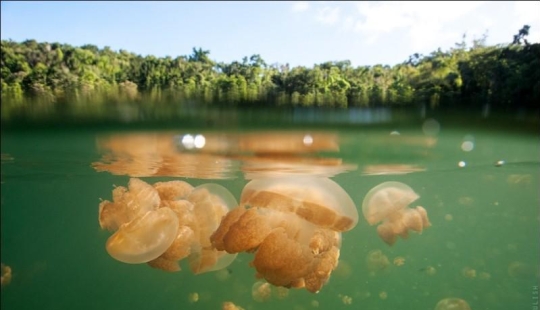 30 pictures of a lake full of jellyfish