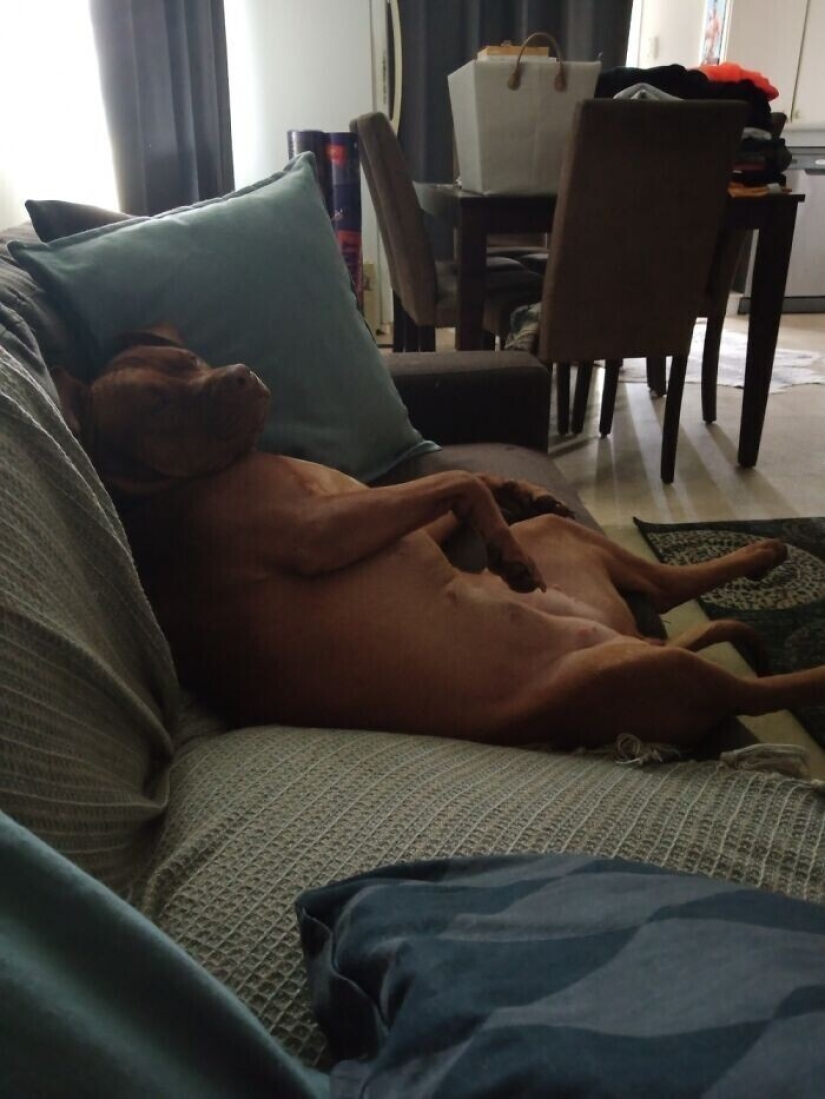 30 ridiculous photos of Pets that prove not get bored with them
