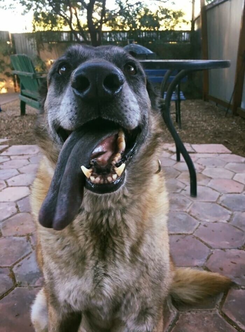 30 ridiculous photos of Pets that prove not get bored with them