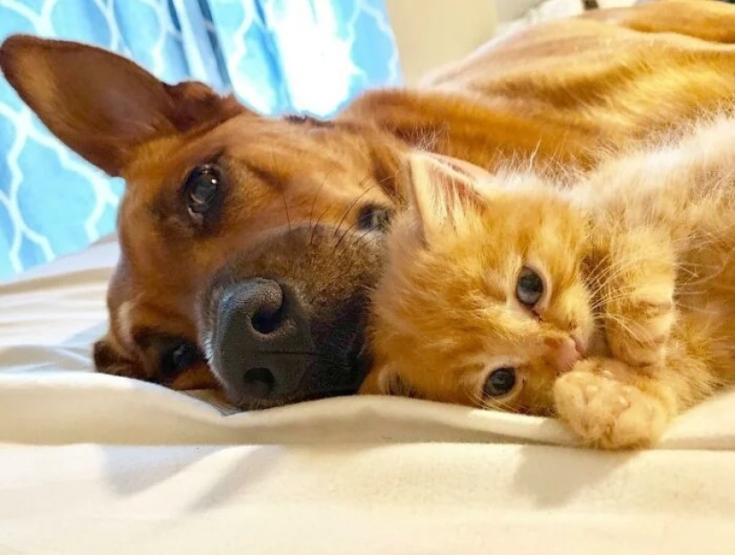 30 touching photos of cats and dogs that have found a home and family
