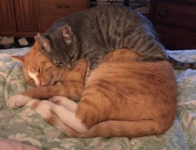 30 touching photos of cats and dogs that have found a home and family