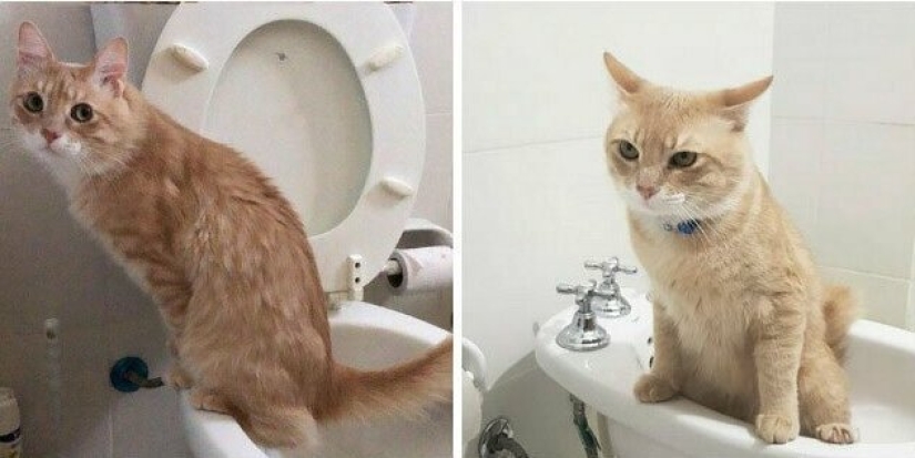 30 weird cat habits, which are in the order of things