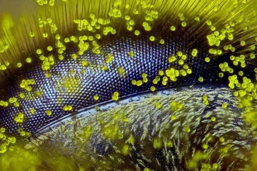 32 micrografías que cambiarán tu idea del mundo