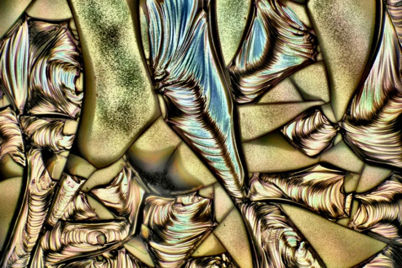 32 micrographs that will change your idea of the world