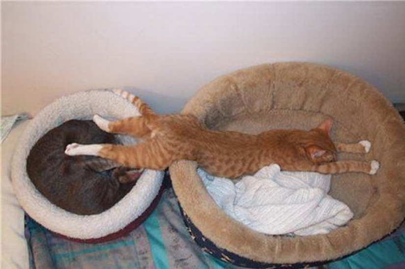33 cat who fell asleep in the most amazing and unusual poses