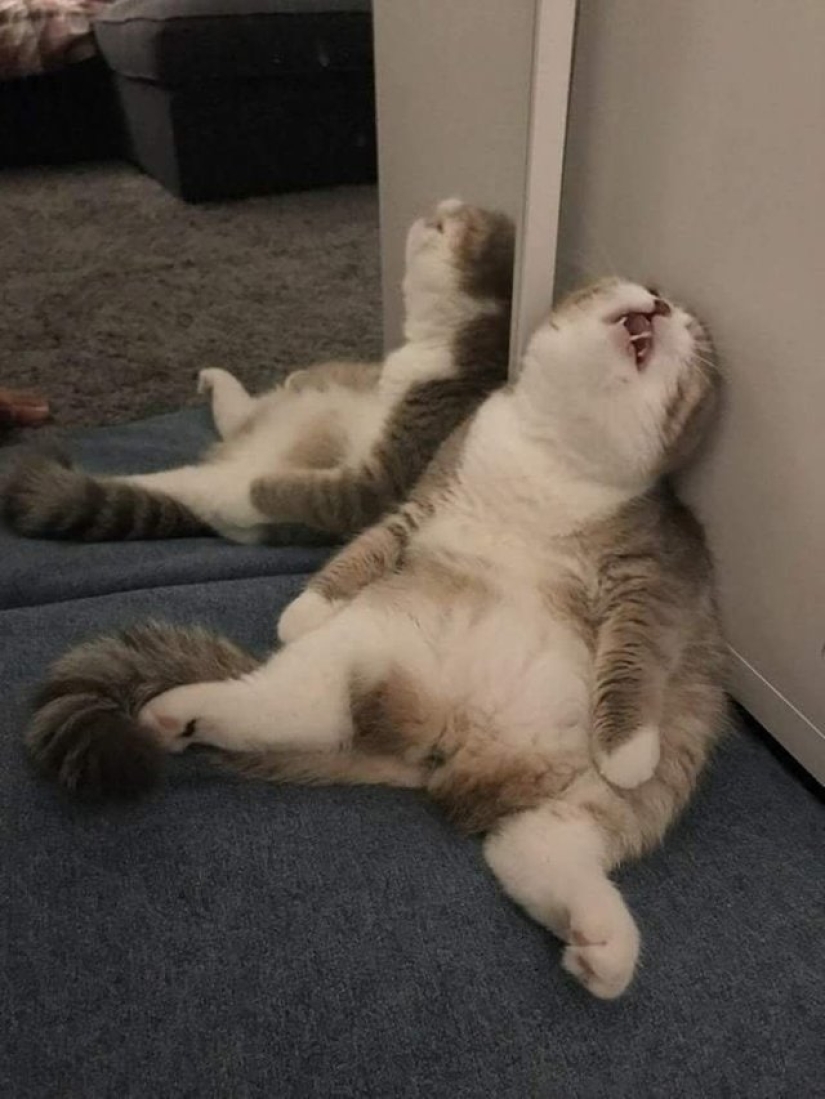 33 cat who fell asleep in the most amazing and unusual poses