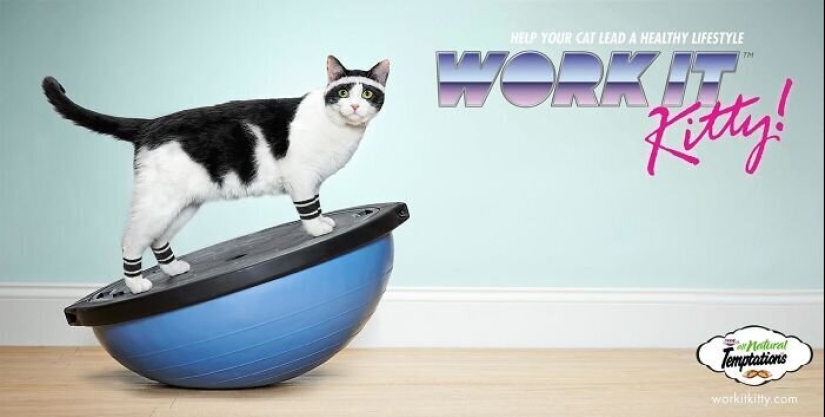 33 ejemplos de los anuncios de gatos más creativos y divertidos