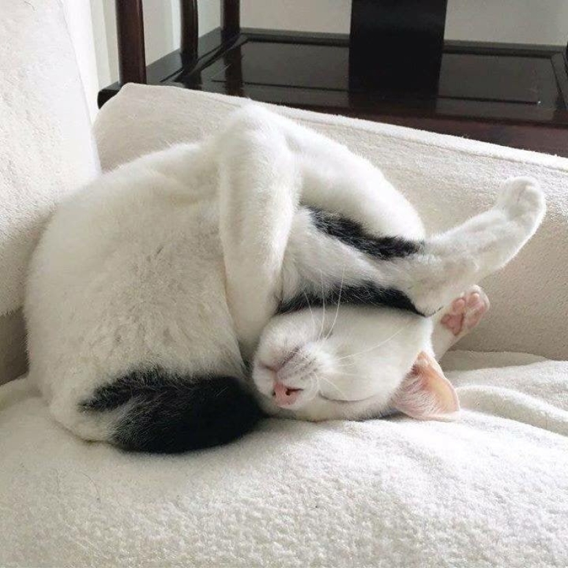 33 gato que se quedó dormido en el más sorprendente e inusual plantea