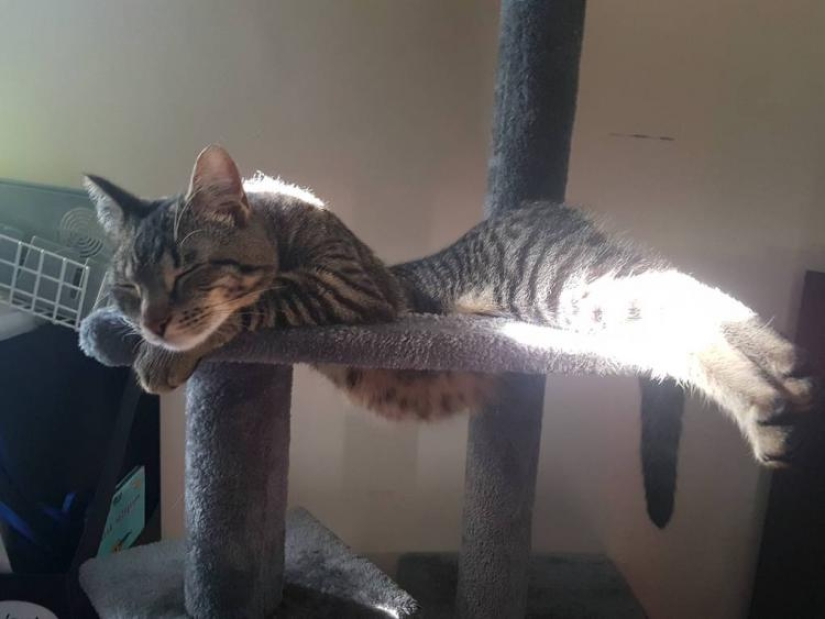 33 gato que se quedó dormido en el más sorprendente e inusual plantea