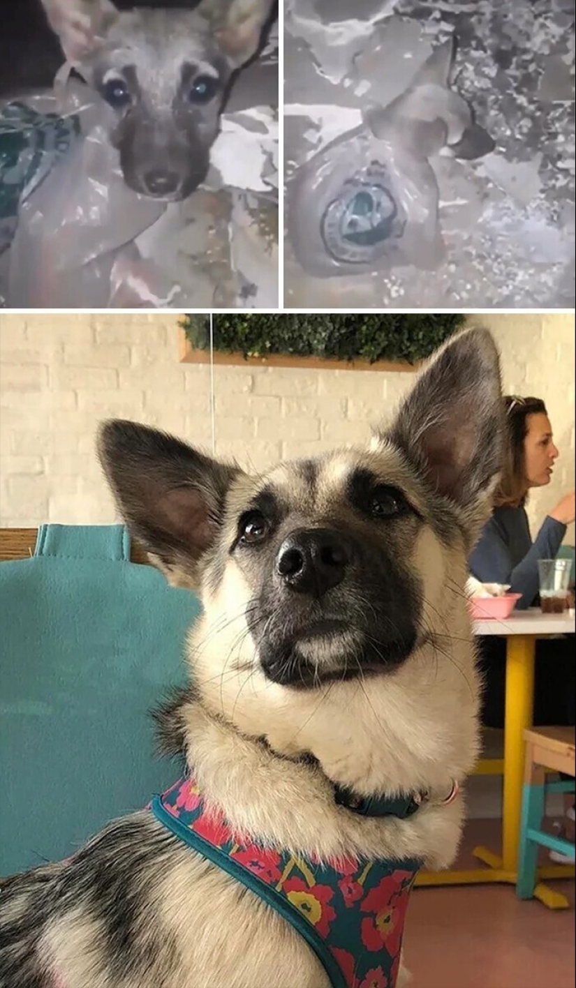 33 photos of dogs before and after the rescue that touch the soul