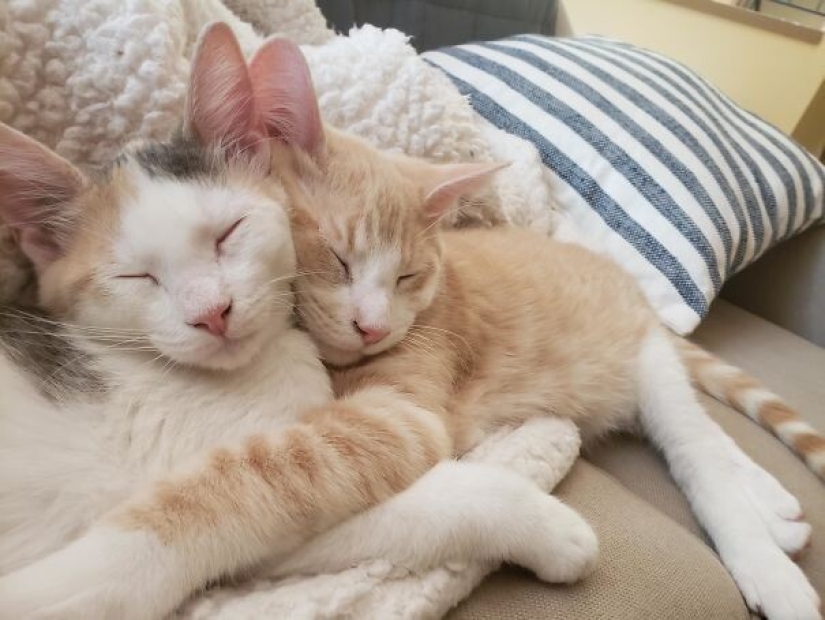 35 animals from shelters who were very lucky to meet "their" person