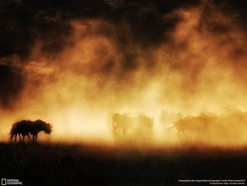35 Best Animal Photos in the National Geographic Traveler Photo Contest