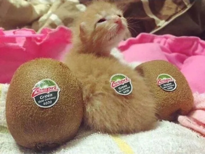35 photos of such funny cats and their hilarious antics