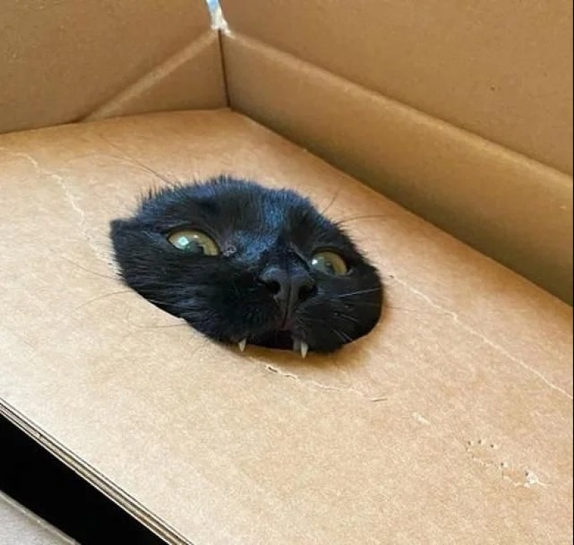 35 photos of such funny cats and their hilarious antics