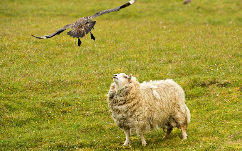 &#39;Get out!&#39;: Great skua protects chicks from sheep