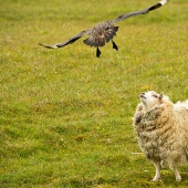 &#39;Get out!&#39;: Great skua protects chicks from sheep