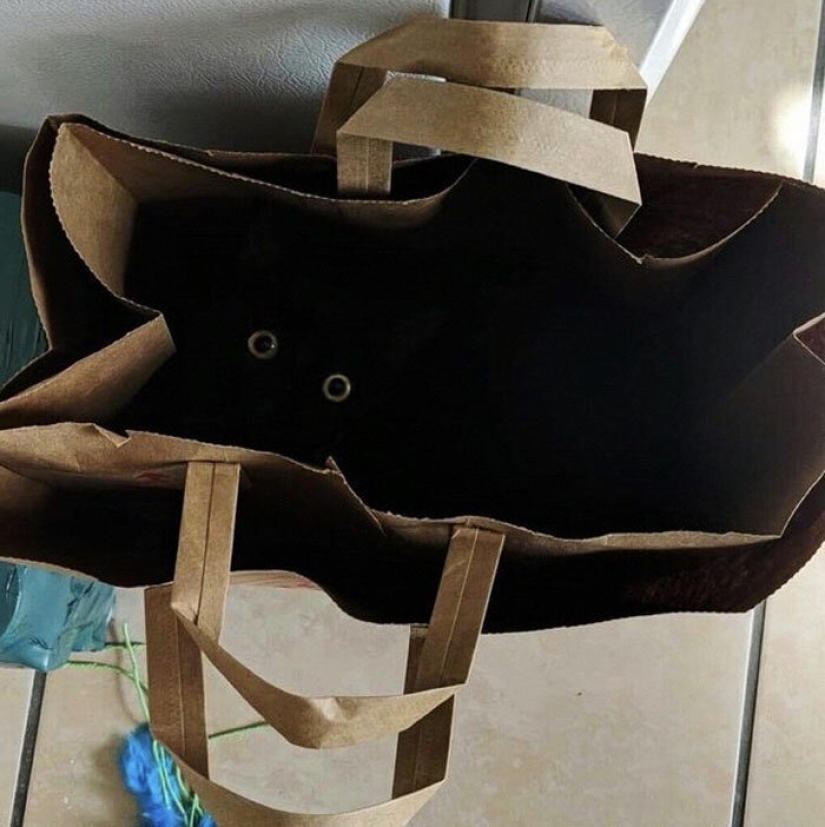 40 charming photos of evidence that black cats need not fear