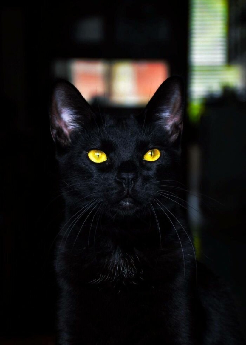 40 charming photos of evidence that black cats need not fear