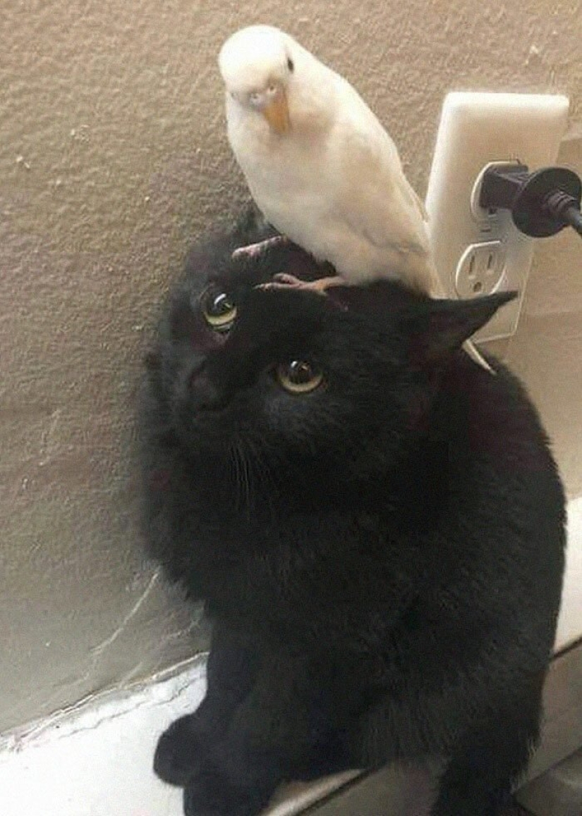 40 charming photos of evidence that black cats need not fear