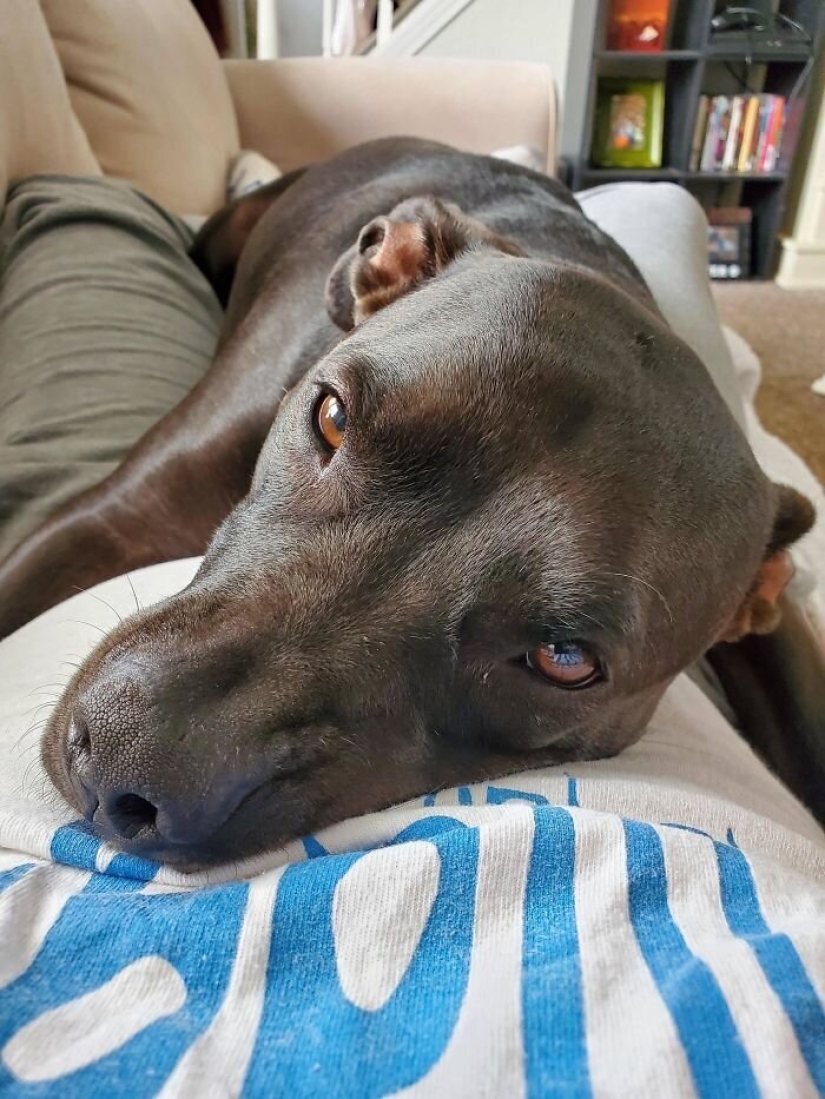 40 dogs and cats whose eyes glow with love and adoration