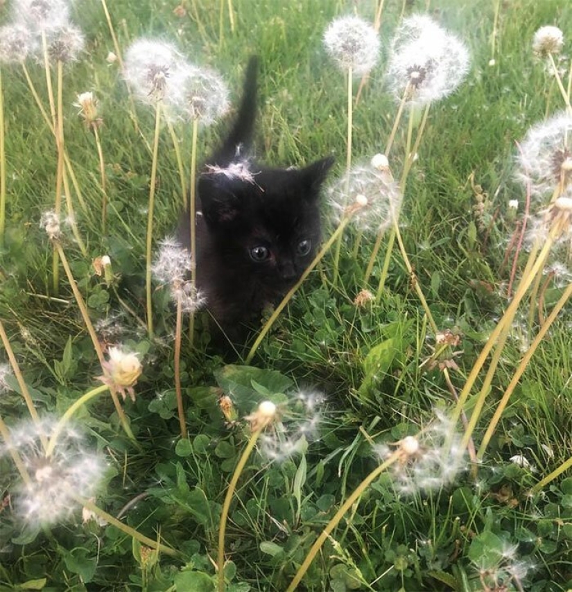 40 encantador fotos de la evidencia de que los gatos negros no tienen por qué temer