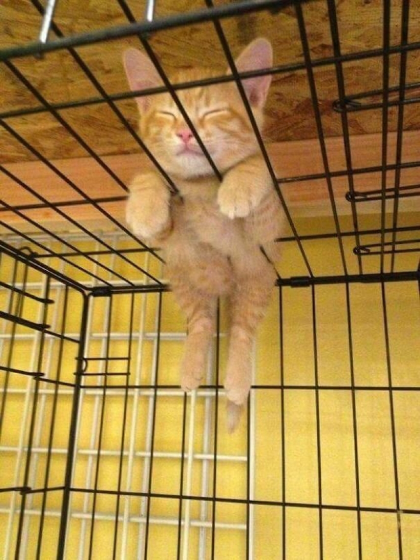 40 fotos que demuestran que los gatos pueden dormir en cualquier lugar