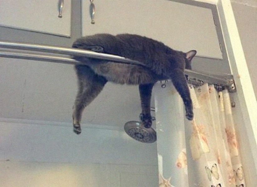 40 fotos que demuestran que los gatos pueden dormir en cualquier lugar