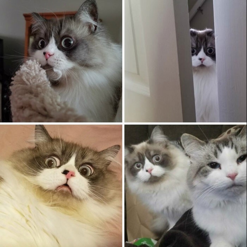 40 incredibly dramatic cats who for some reason still don't have an Oscar