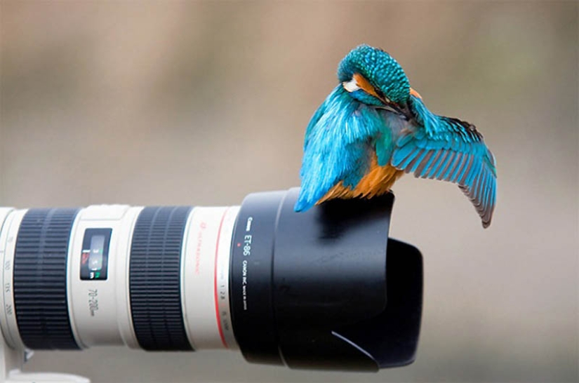 40 of the most successful animal photos taken at the right moment