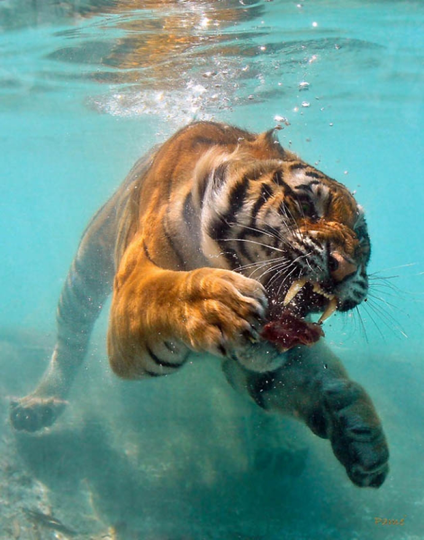 40 of the most successful animal photos taken at the right moment