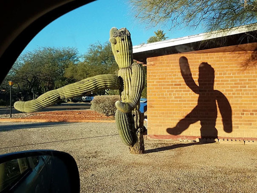 45 incredible shadows that will force you to look at them twice