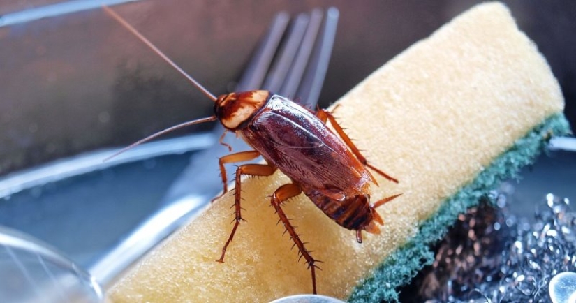 5 affordable and eco-friendly ways to fight cockroaches