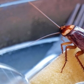 5 affordable and eco-friendly ways to fight cockroaches