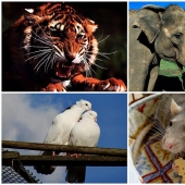 5 formas en que los animales expresan las emociones humanas