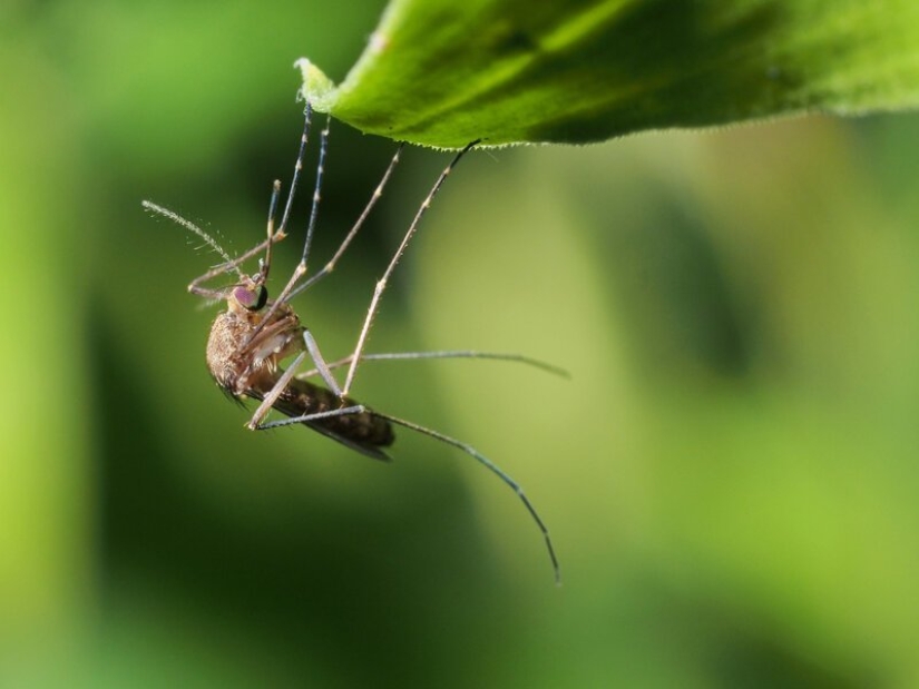 5 mosquito life stages: from egg to hibernation