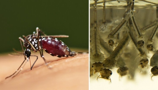 5 mosquito life stages: from egg to hibernation