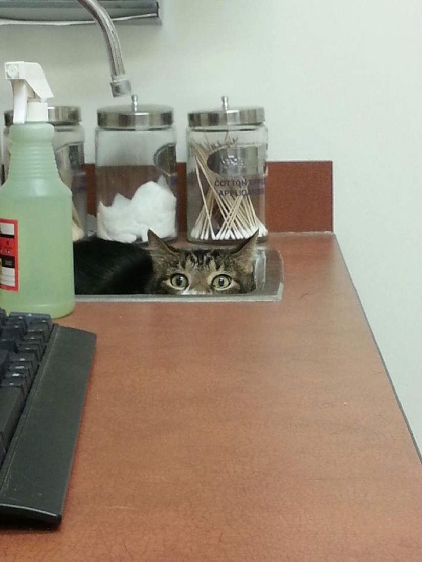 50 cats who just realized that they were brought to the vet